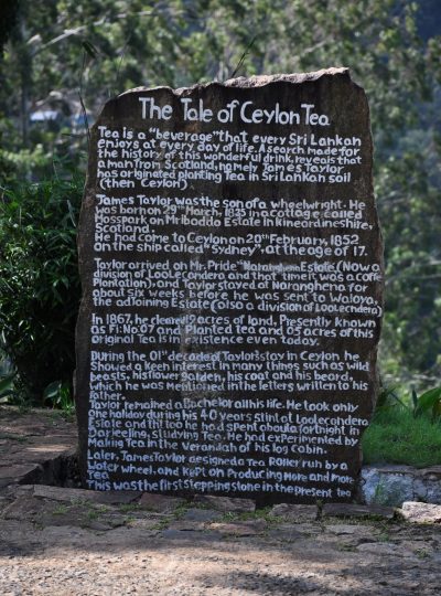 DSC_1209-1-rotated-400x540